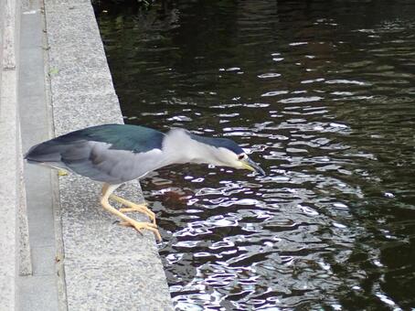 ゴイサギ1 ゴイサギ,五位鷺,野鳥の写真素材