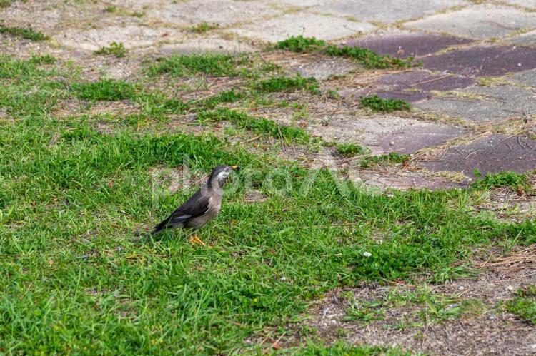 草で覆われた地面に一羽のムクドリ ムクドリ,草,鳥の写真素材