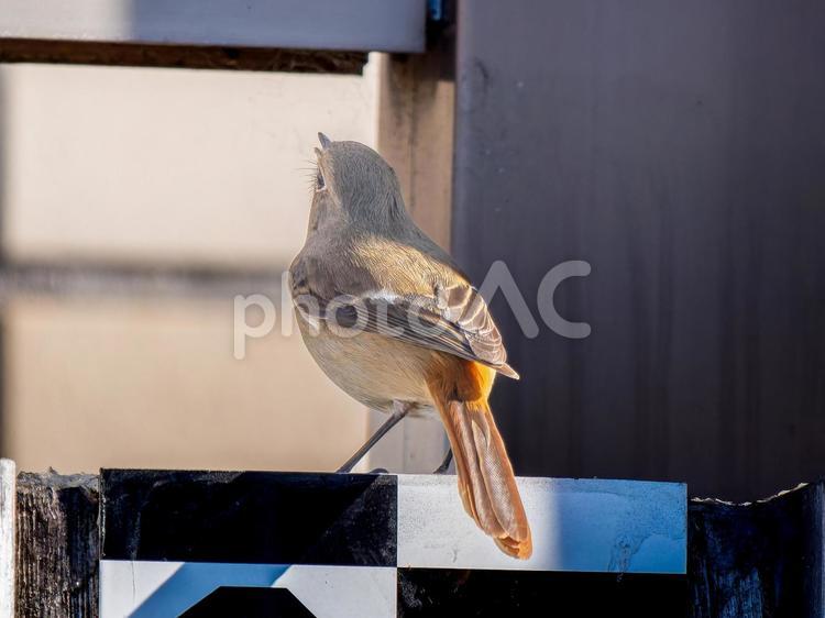 ジョウビタキのメス・ジョビコ ジョウビタキ,ジョビコ,ジョウビタキのメスの写真素材