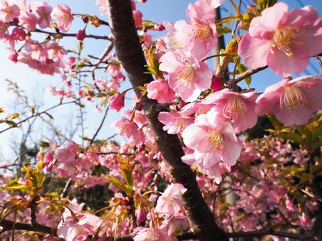 Sakura_002, JPG