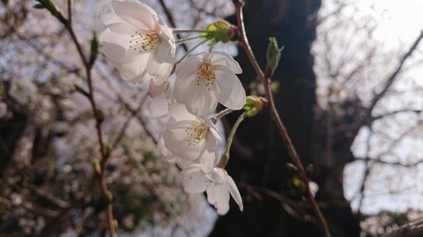 Photo, cherry blossoms, sakura, cherryblossoms, 
