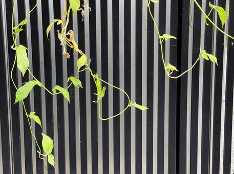 神田川10月:ツルとフェンスのフレーム 神田川10月:ツルとフェンスのフレーム 植物,ツル,葉の写真素材