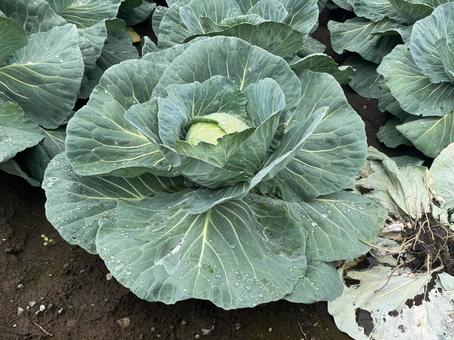 cabbage, JPG cabbage, JPG