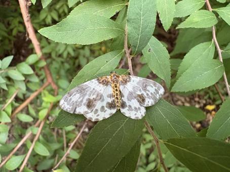 ヒメマダラエダシャク(?) 01 ヒメマダラエダシャク,蛾,昆虫の写真素材