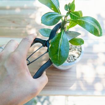 Pruning houseplants, JPG Pruning houseplants, JPG