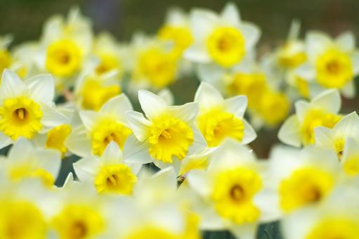 Daffodil, JPG