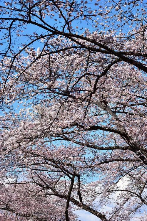 桜並木 桜,さくら,サクラの写真素材