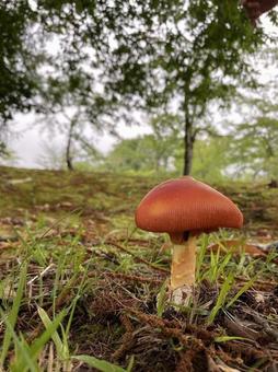 ひっそり佇むタマゴタケ ひっそり佇むタマゴタケ きのこ,タマゴタケ,テングタケ科の写真素材