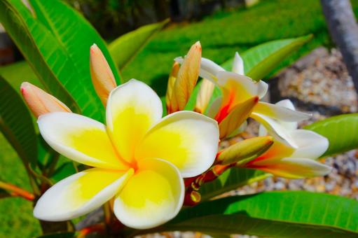 プルメリア 21 プルメリア,フランジパニ,花の写真素材