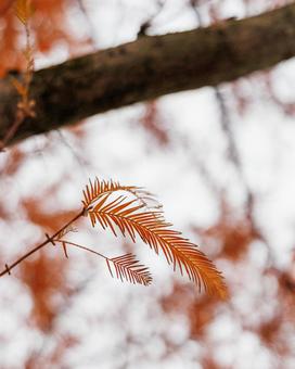 Metasequoia leaves changing color, JPG