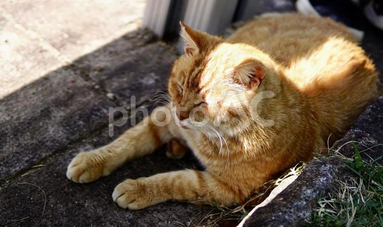 公園の野良茶トラ 茶トラ,猫,野良の写真素材