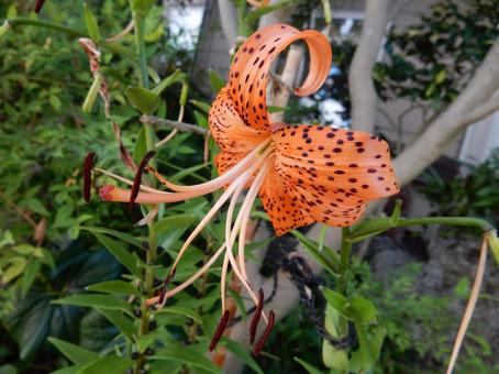[Flower photo] Tiger lily, JPG