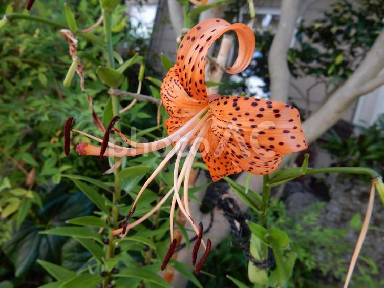 【花の写真】オニユリ（鬼百合） 鬼百合,オニユリ,オレンジ色の写真素材