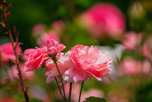 神代植物公園に咲くピンク色のバラ 日本,花,バラの写真素材