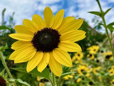 夏空に向かって咲くひまわり 夏空に向かって咲くひまわり ひまわり,ヒマワリ,夏の写真素材