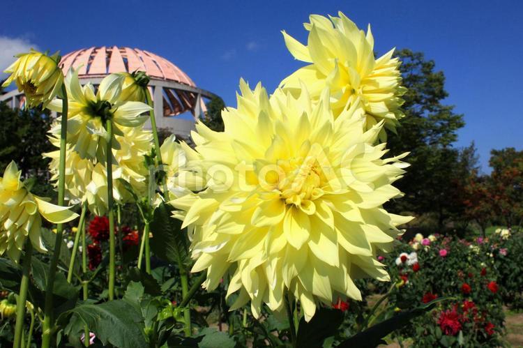 黄色のダリア(山形県川西町) ダリア,ダリヤ,赤の写真素材