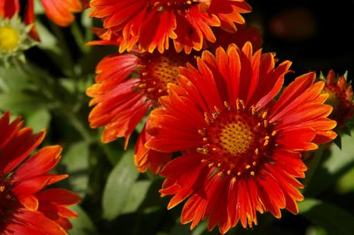 ガイラルディア　綾瀬1 ガイラルディア,赤,花の写真素材