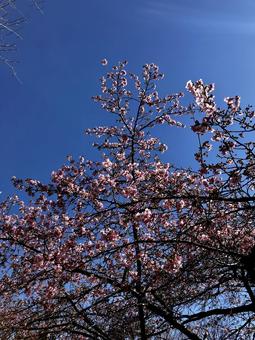 ピンクの梅の写真