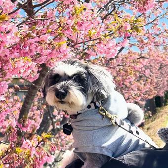 春が来た 春が来たの写真