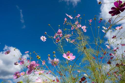 高原に咲くコスモスと青空 高原に咲くコスモスと青空 コスモス,秋桜,高原の写真素材
