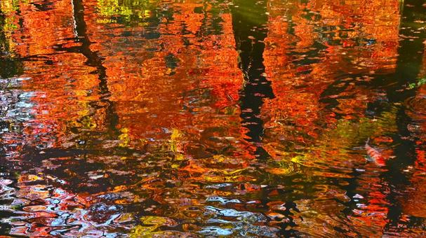池の水面に映った紅葉風景 池の水面に映った紅葉風景 紅葉,水,堀の写真素材