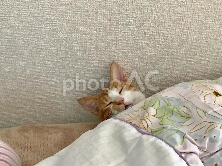 癒しな我が家のにゃんこ。 癒し,猫,ふわふわの写真素材