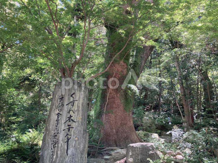 太宰府天満宮のくすのき千年 くすのき,大楠,千年の写真素材