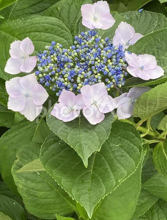 梅雨空に映えるアジサイの花 アジサイ,紫陽花,梅雨の写真素材