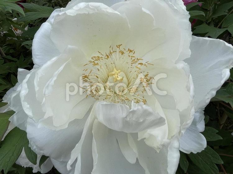 奈良　長谷寺　白い牡丹 牡丹,ぼたん,花の写真素材