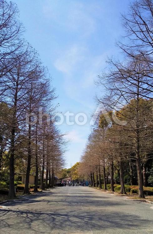 とある並木通り 自然,風景,木の写真素材