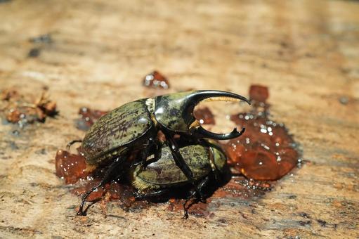 メスにマウントするグラントシロカブト メスにマウントするグラントシロカブト グラントシロカブト,グラントオオカブト,カブトムシの写真素材