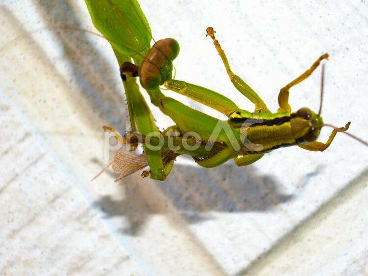 バッタを捕らえたカマキリ 08 昆虫,カマキリ,捕食の写真素材