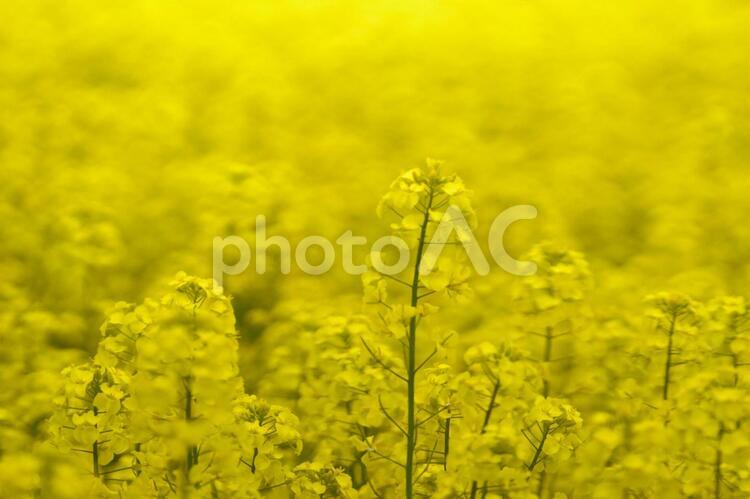 黄色く染まった北国の絶景 菜の花畑,旅行,夏の写真素材