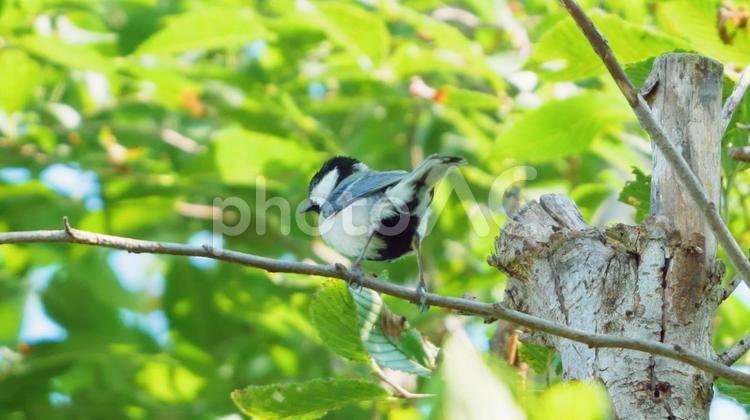 木陰で食べ物を探すシジュウカラ シジュウカラ,野鳥,四十雀の写真素材