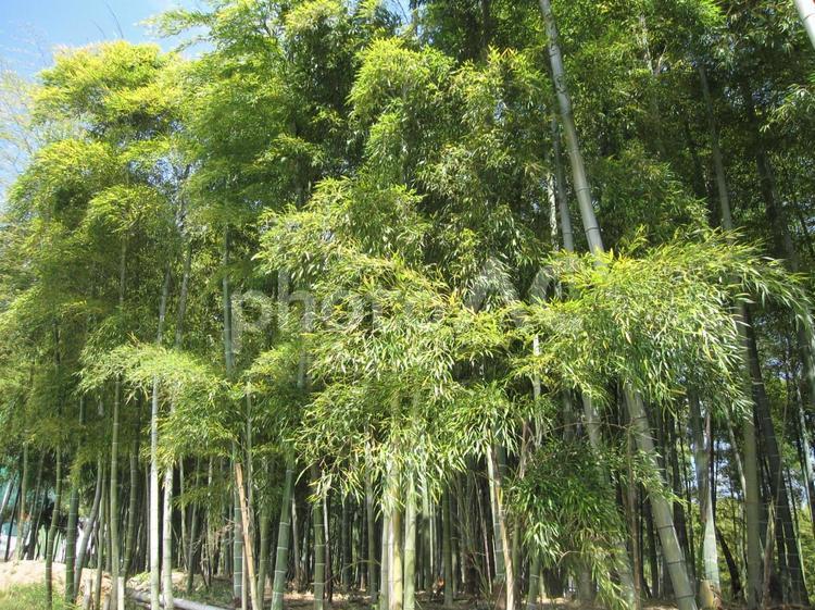 静寂に包まれた竹藪の風景笹の葉 竹林,竹,竹藪の写真素材