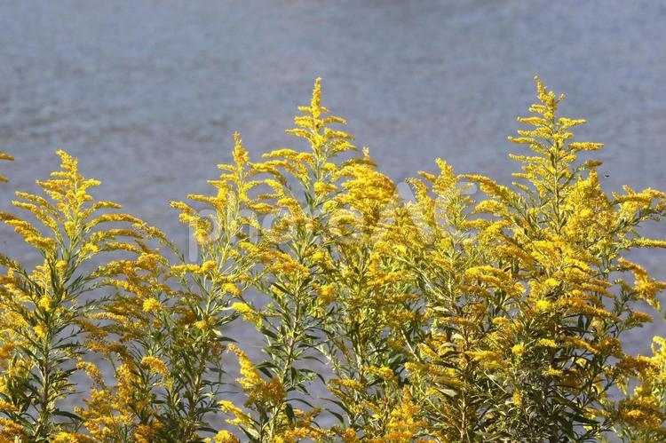 セイタカアワダチソウ、 植物,花,背高泡立草の写真素材