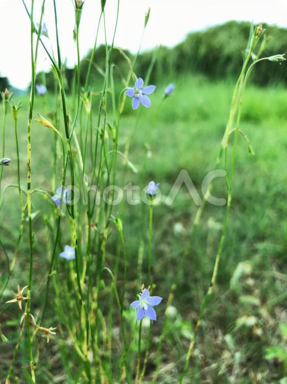 野花　小さい　接写 野花,花,ボタニカルの写真素材