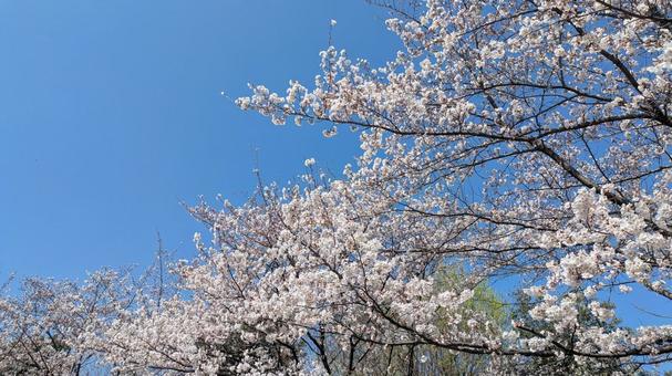 さくらと青空 春,風景,自然の写真素材