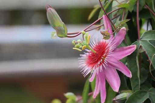 ピンクのバッシフロアの花のアップ ピンク,バッシフロア,花の写真素材