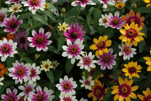 ジニア・プロフュージョン ジニア・プロフュージョン,秋の花,花壇の写真素材