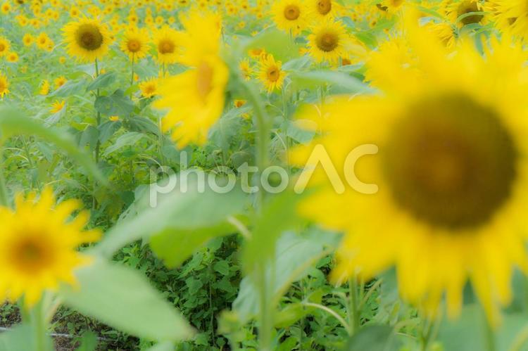 たくさんのヒマワリのある風景 ヒマワリ畑,ひまわり畑,ヒマワリの写真素材