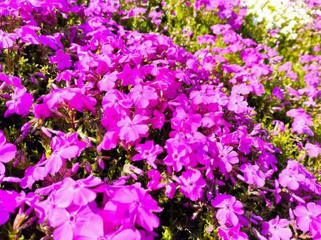 ピンクの花 ピンクの花の写真