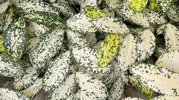 ドラセナ•ゴッドセフィアナの葉 ドラセナ,ゴッドセフィアナ,スルクロサの写真素材