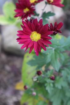 小さな彩り 菊,花,flowerの写真素材
