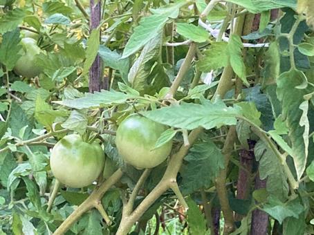 熟す前の青いトマト 熟す前の青いトマト 青い,トマト,未熟の写真素材