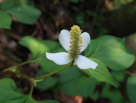 純白と黄色の可憐な花 ドクダミ 純白と黄色の可憐な花 ドクダミ の写真