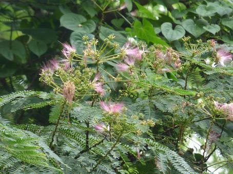 ねむの木の花003 ねむの木の花003の写真