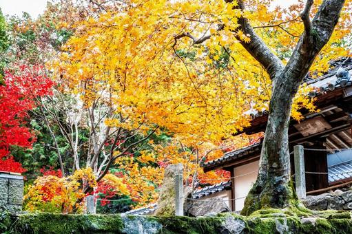 宝福寺の紅葉 宝福寺の紅葉 もみじ,美しい,カラフルの写真素材