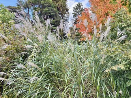 ススキ 秋,秋季,春夏秋冬の写真素材