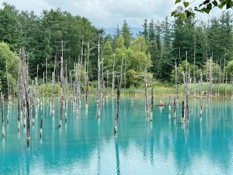 北海道　青い池 自然,風景,枯れ木の写真素材